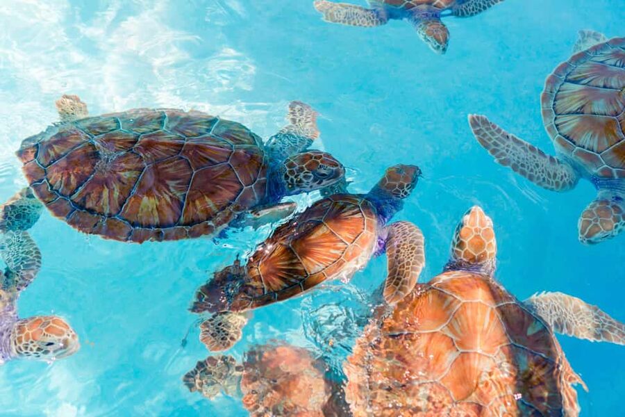 Akumal: Snorkel with Marine Fauna and an Expert Guide - Why Tsuuk Akumal Natural Park Feels Different Than Other Snorkels