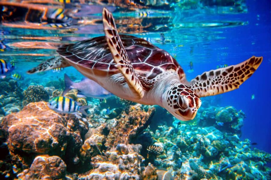 Akumal: Snorkel with Marine Fauna and an Expert Guide - Meeting at Oxxo Mar Azul, Then Getting Set Up Fast