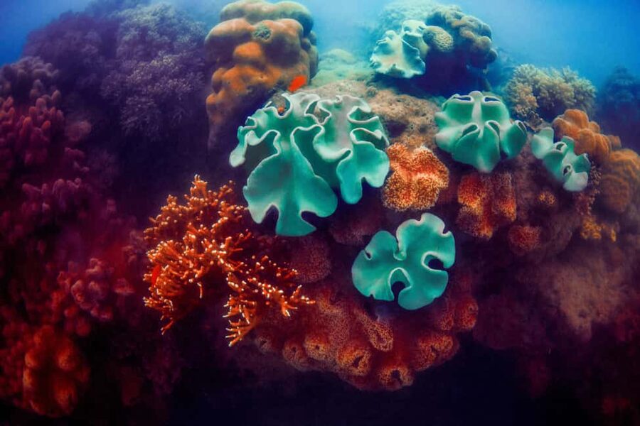 Akumal: Snorkel with Marine Fauna and an Expert Guide - Swimming With Sea Turtles: What the Best Encounters Look Like
