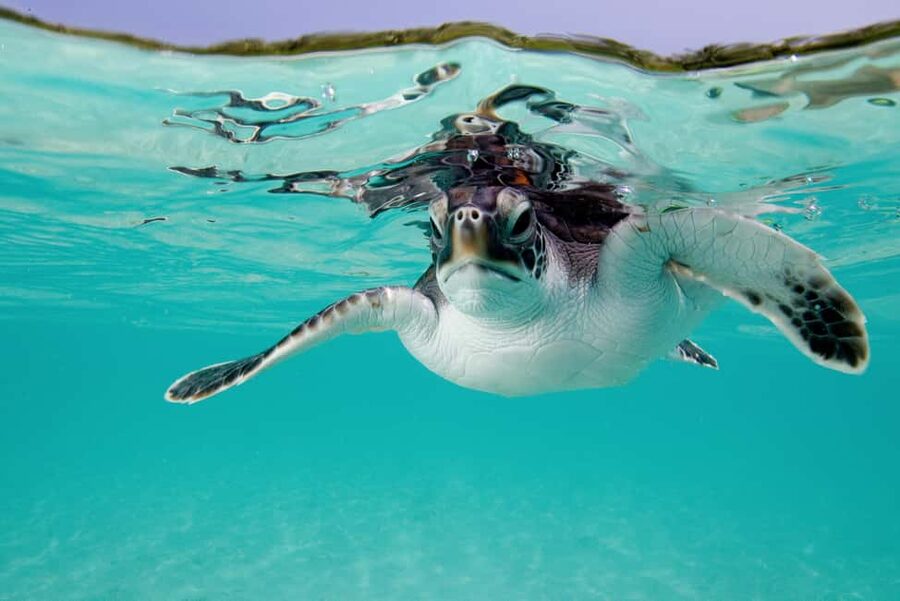 Akumal: Snorkel with Marine Fauna and an Expert Guide - Price and Value: Why $45 Works for a Guided, Protected Snorkel