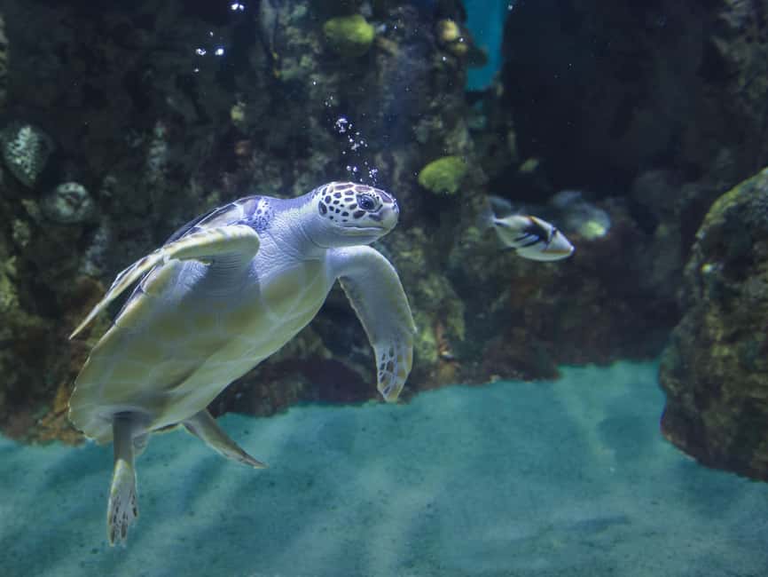 Akumal: Snorkel with Marine Fauna and an Expert Guide - Photography, Photos Not Included, But Video Is Part of the Fun
