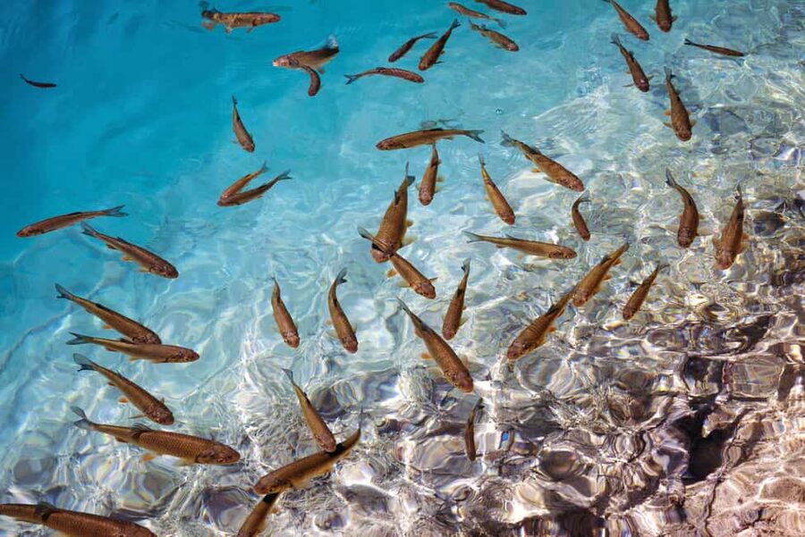 Akumal: Snorkel with Marine Fauna and an Expert Guide - Should You Book This Akumal Sea Turtle Snorkel?