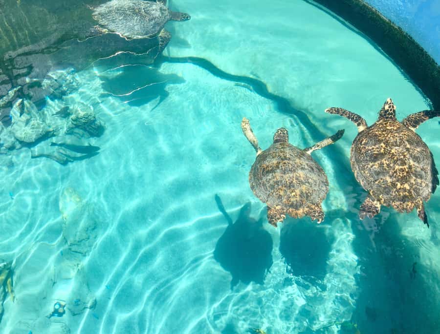 Akumal: Swim with Turtles in a Natural Paradise - Akumal Bay, Tsúuk Akumal Natural Park, and Why This Setup Works