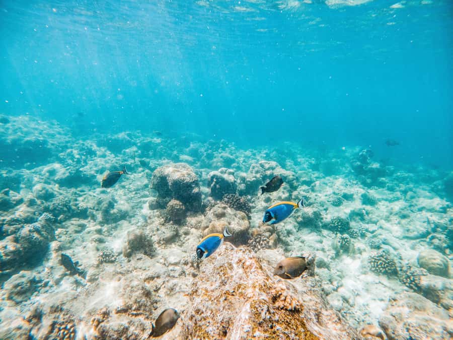 Akumal: Swim with Turtles in a Natural Paradise - The Guide, the Rules, and How Safety Is Actually Handled