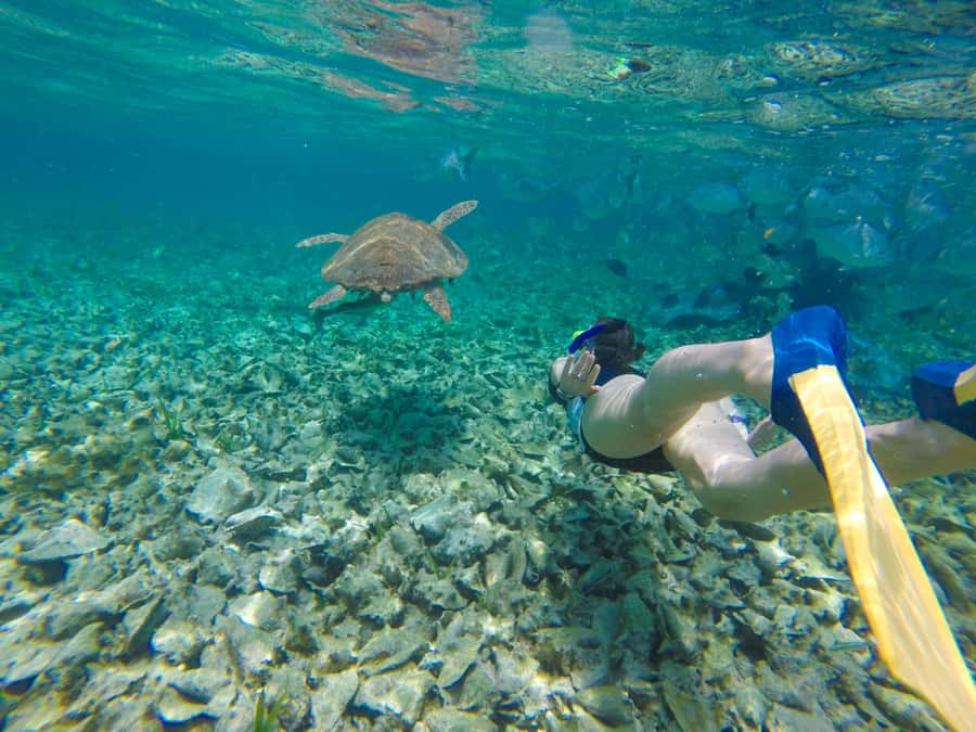 Akumal: Swim with Turtles in a Natural Paradise - Your 1.5-Hour Flow, From Oxxo Mar Azul to the Water