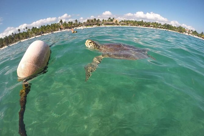 Akumal turtles sanctuary and go pro photos - Meeting point, gear check, and the bracelet that saves time