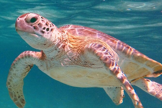 Akumal Turtles Snorkeling and GoPro pictures - Key Points at a Glance