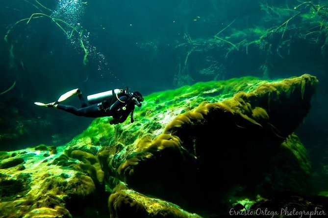 Amazing beginner dive in Tulum cenote (or refresher dive) - Underwater at Casa Cenote: mangrove roots, rock, and light