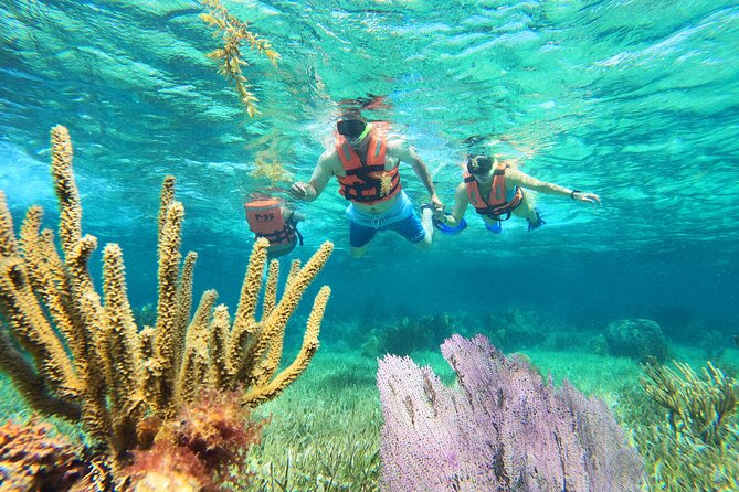 Amazing Snorkeling Experience + Real Mexican Tacos - Key points worth knowing before you go