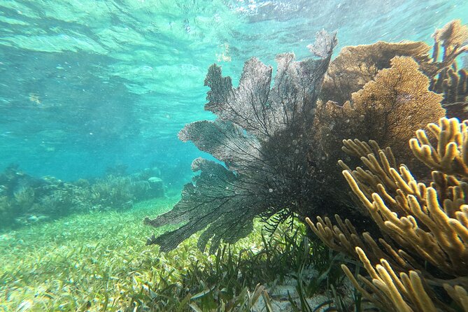 Amazing Snorkeling Experience + Real Mexican Tacos - The pace question: what wind, waves, and group size mean for you