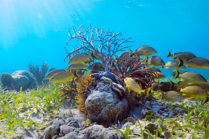 Amazing Snorkeling Experience + Real Mexican Tacos - Price and logistics: where the real value shows up