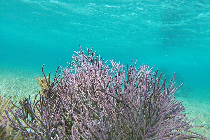 Amazing Snorkeling Experience + Real Mexican Tacos - The guides and the vibe: what makes the day enjoyable