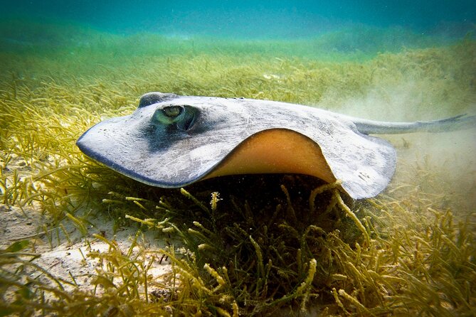Aquatic Paradise in Tulum: Snorkel Yalku, Swim Cenote & Kaan Luum - Morning Start in Tulum, Pickup That Sets the Tone