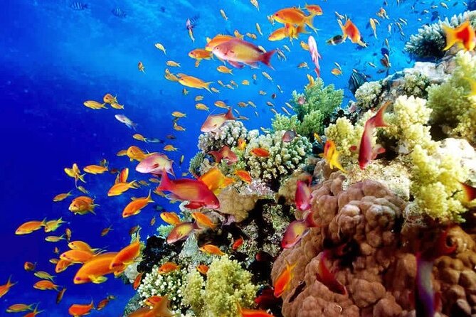 Aquatic Paradise in Tulum: Snorkel Yalku, Swim Cenote & Kaan Luum - Price and Value: What $105 Really Buys