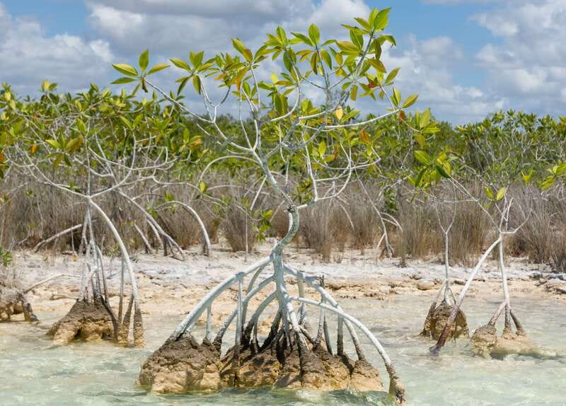 Bacalar: Full Day Kayak Rental in the Lagoon of Seven Colors - Cenote Negro and Busy-Water Reality Checks