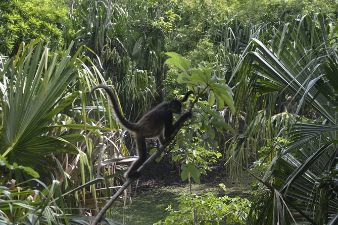 Bacalar Lagoon & Chacchoben Mayan Ruins from Costa Maya - Transfers, vehicle comfort, and how group size affects your day