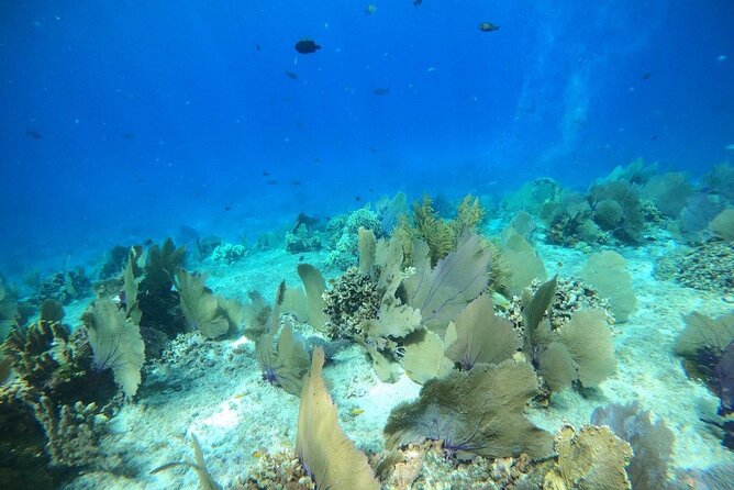 Bavarian Fiesta Snorkel Activity in Glass Bottom Boat at San Miguel de Cozumel - Divemaster on board, captain driving, and how the crew keeps it fun