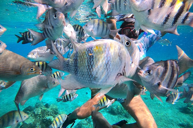 Bavarian Fiesta Snorkel Activity in Glass Bottom Boat at San Miguel de Cozumel - Small group size, pacing, and who this suits best