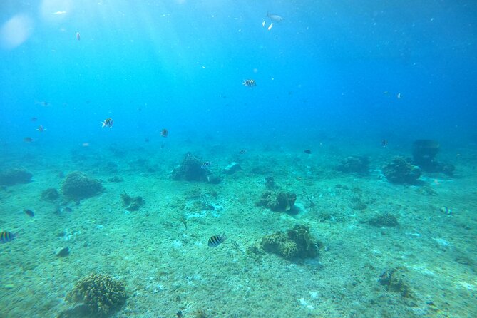 Bavarian Fiesta Snorkel Activity in Glass Bottom Boat at San Miguel de Cozumel - The south-side route: shipwrecks, reef, and the El Cielo starfish zone