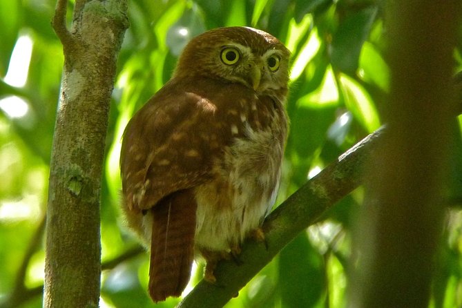 Bird Watching in Sian Ka´an Muyil - Why the 6:00 am start matters for serious bird spotting