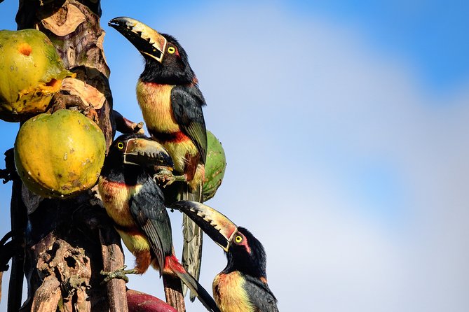 Bird Watching in Sian Ka´an Muyil - Binoculars, lending, and the small costs that change your comfort level
