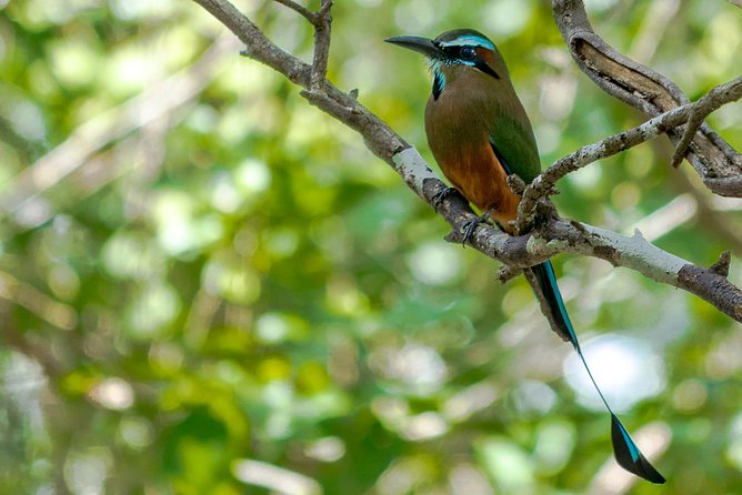 Bird Watching in Sian Ka´an Muyil - Price and what $119 buys you in real terms