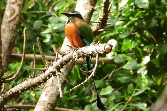 Birds of the Mayan World 1 - Birds of the Mayan World 1: what the half-day really delivers