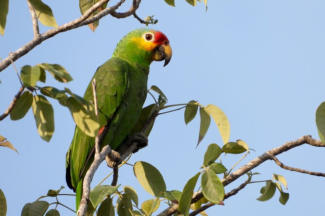 Birds of the Mayan World 1 - How guides help you actually spot toucans and aracaris