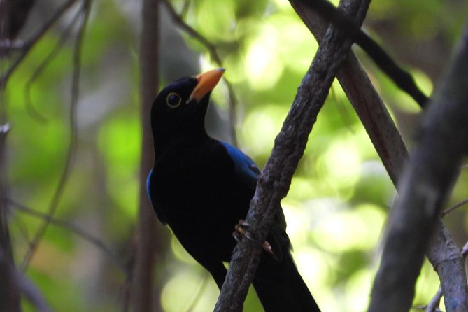 Birds of the Mayan World 1 - Private tour perks: your group, your pace, your attention