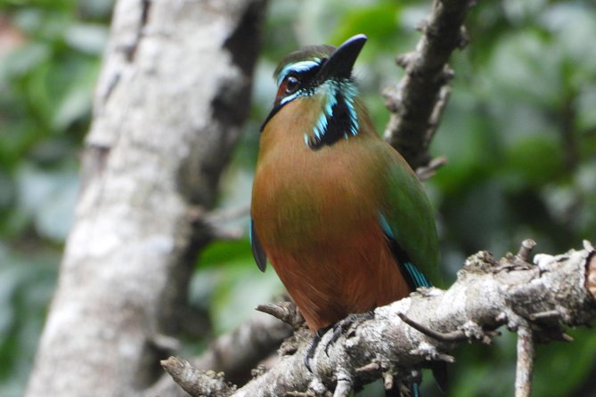 Birds of the Mayan World 1 - Low-impact tourism on a cenote trail: how to be a good guest