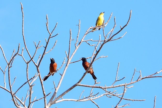 Birds of the Mayan World 1 - Who this tour fits best