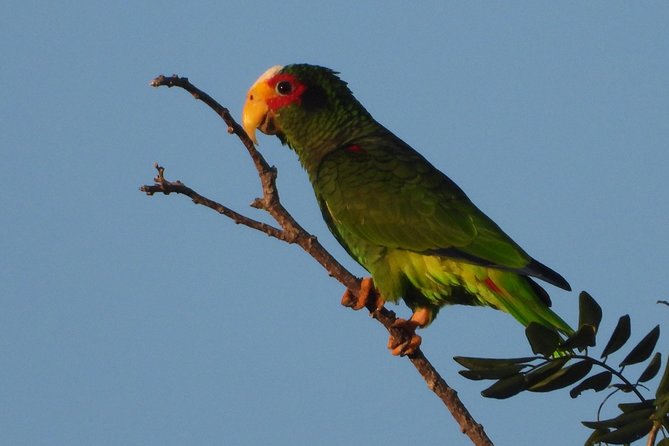 Birds of the Mayan World 1 - Stop 1, La Ruta de los Cenotes: the birding route you came for