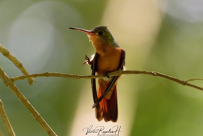 Birdwatching at The Mayan Cities with certified guide - Bacalar birding that doesn’t feel like a checklist