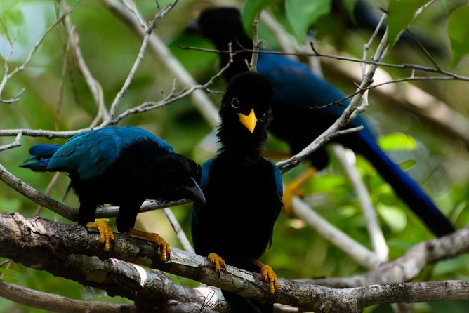 Birdwatching at The Mayan Cities with certified guide - How a certified guide actually helps you spot birds