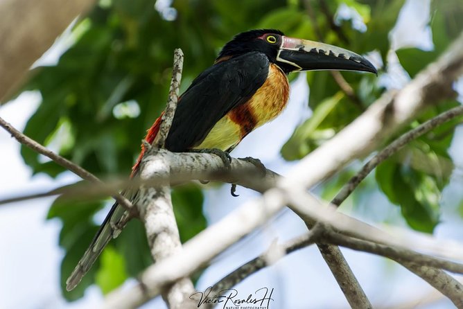 Birdwatching at The Mayan Cities with certified guide - Private tour style: your group sets the pace
