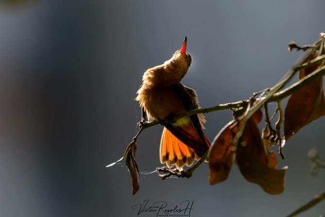 Birdwatching at The Mayan Cities with certified guide - Duration, timing, and why 4 to 5 hours is a sweet spot