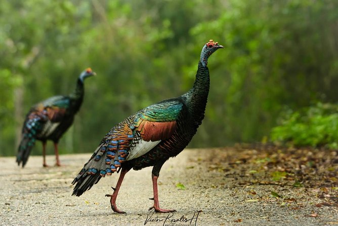 Birdwatching at The Mayan Cities with certified guide - Value check: what you get beyond the bird list