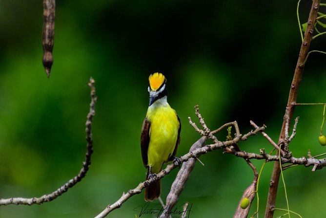 Birdwatching at The Mayan Cities with certified guide - Hotel pickup and the birdwatching starts on the way