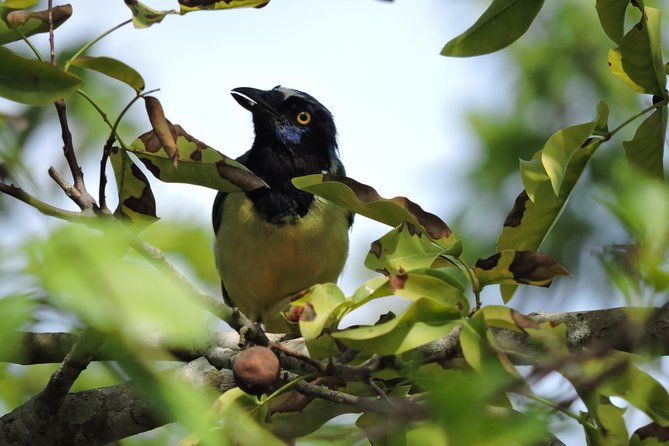 Birdwatching Cancun - Ruta de los Cenotes Area: How This Birding Tour Works in Real Life
