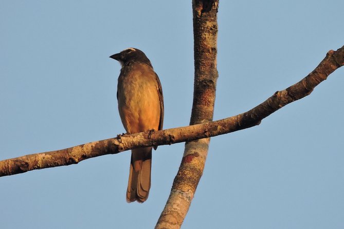 Birdwatching Cancun - Guide Style That Makes It Click: Calls, Checklists, and Patient Scouting