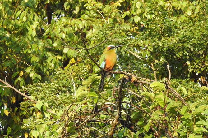 Birdwatching Cancun - Snacks, Water, and the Roadside Breakfast Timing