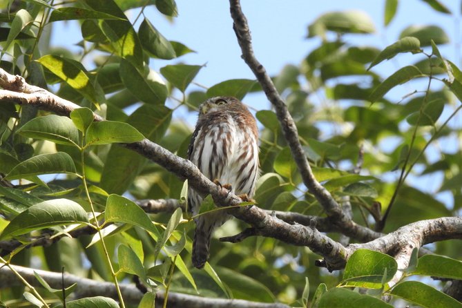 Birdwatching Cancun - Price and Value at $165: What You’re Really Paying For