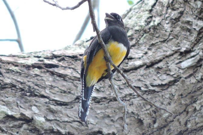 Birdwatching Cancun - Should You Book Birdwatching Cancun?