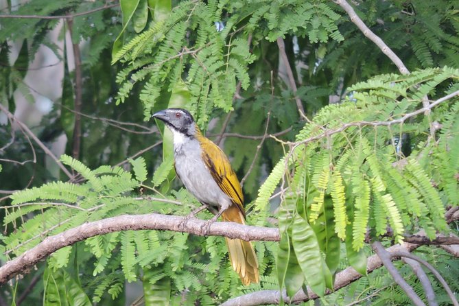 Birdwatching Cancun - What Birds You Might See, From Toucan to Owlet