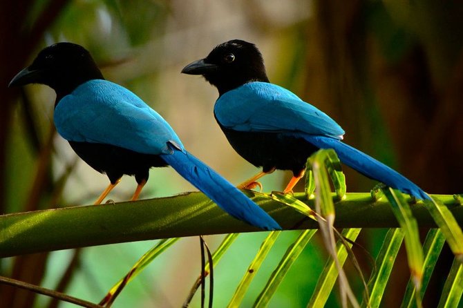Birdwatching in Coba from Tulum - Shared Group Tour - Group size, timing, and transfers that keep the day sane