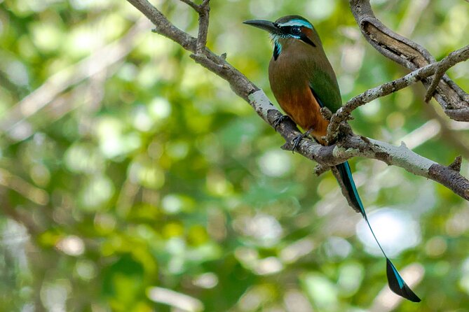 Birdwatching in Coba from Tulum - Shared Group Tour - Stop 3: Cobá ruins birding for two hours