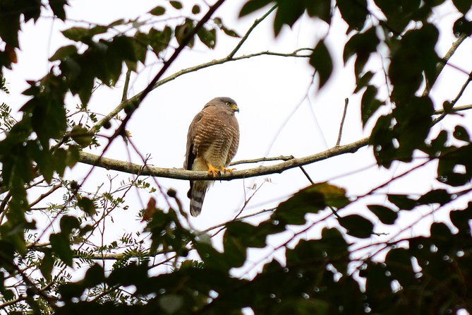 Birdwatching in Coba from Tulum - Shared Group Tour - What birds you might see at Cobá (based on real sightings)