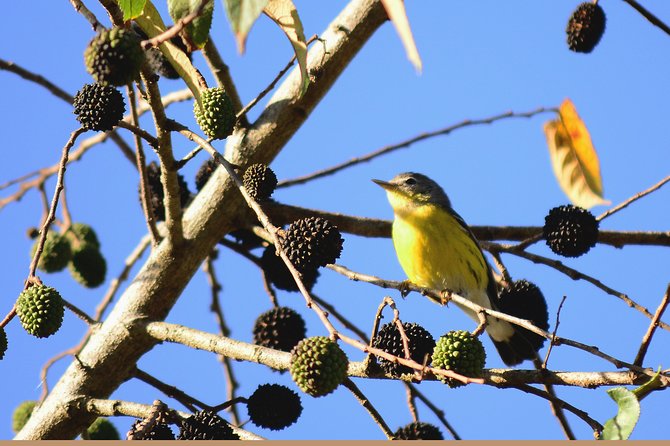 Birdwatching in Coba from Tulum - Shared Group Tour - What to bring so the day feels easy