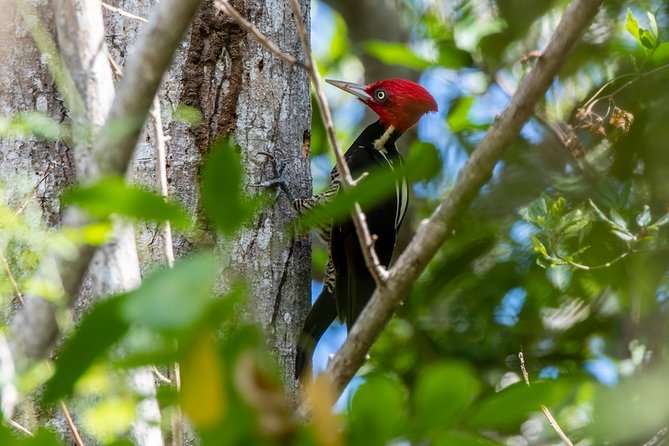 Birdwatching in Coba from Tulum - Shared Group Tour - Stop 2: Cobá village and lagoon birdwatching hour