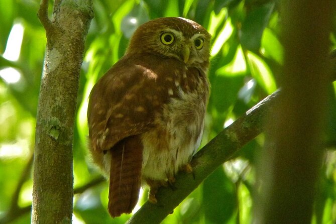 Birdwatching in Sian Ka´an Muyil from Tulum - Shared Group Tour - Guides and gear: how you end up with real bird sightings